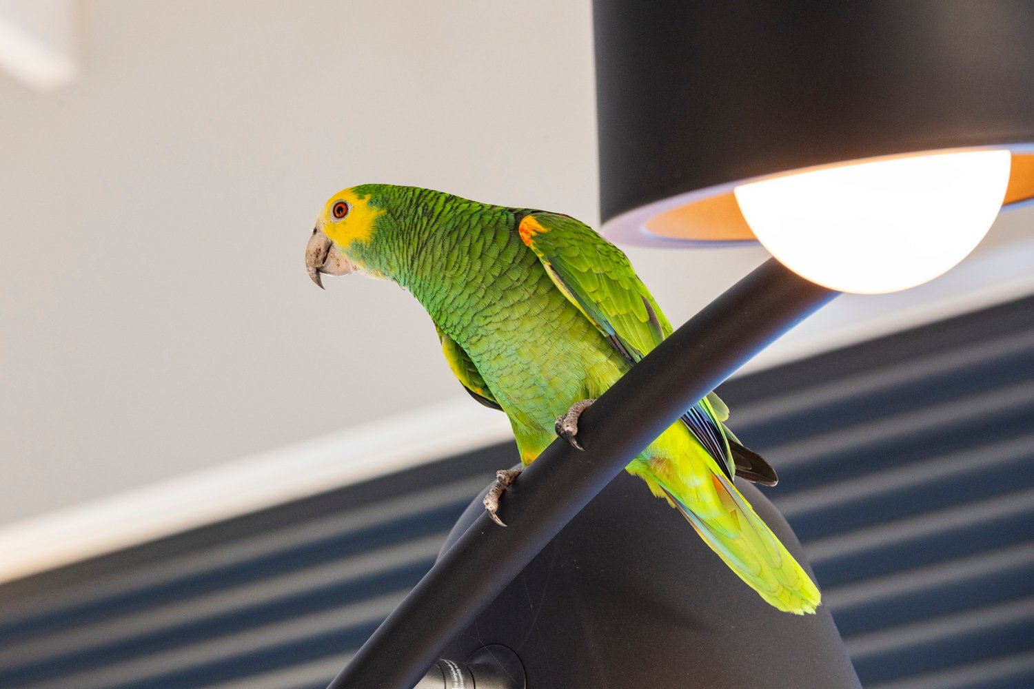 terrace twilight true media culture 01