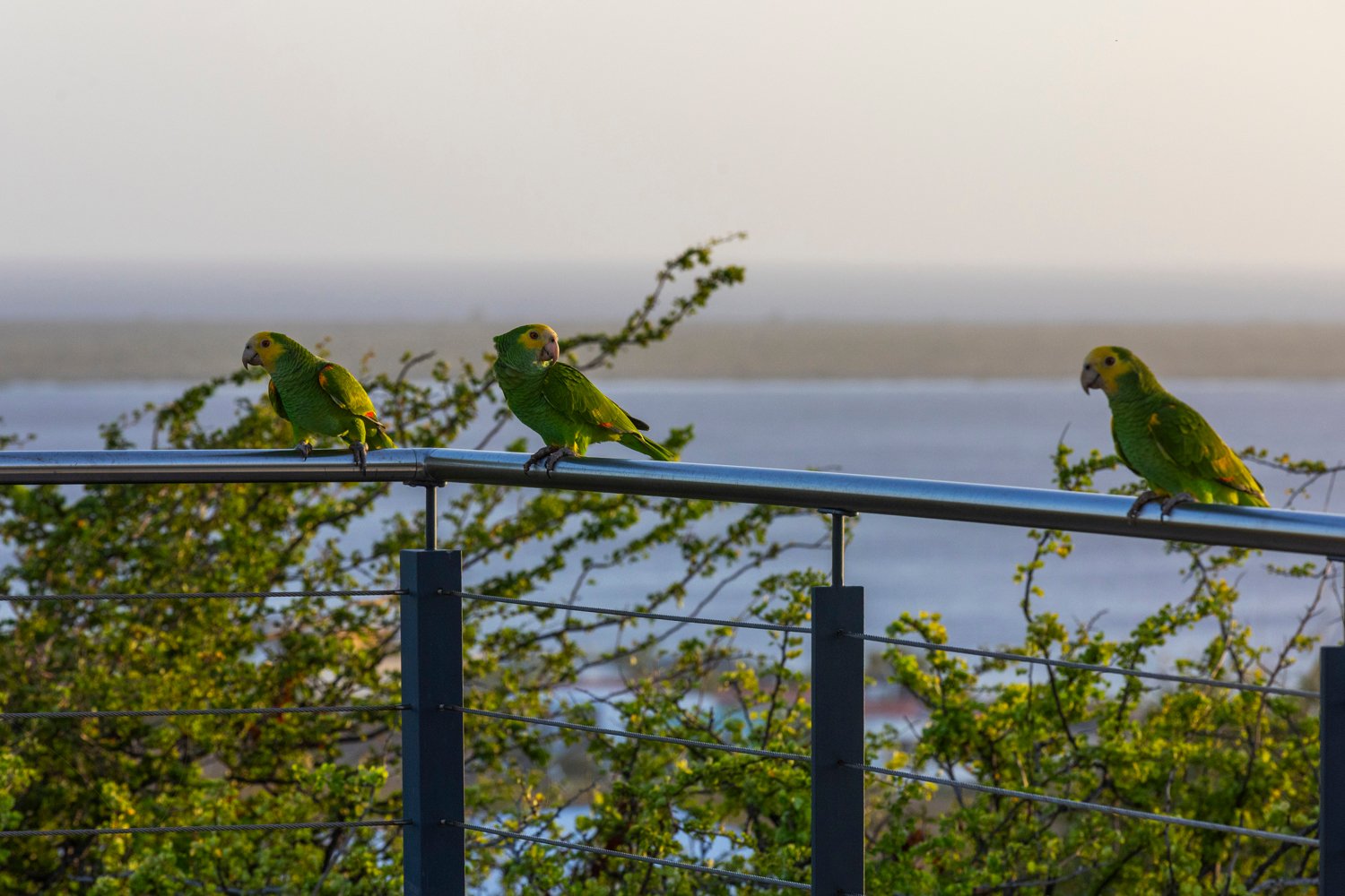 terrace twilight true media culture 06